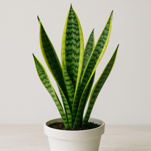 aloes