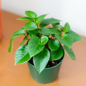 Pilea peperomioides 12 cm