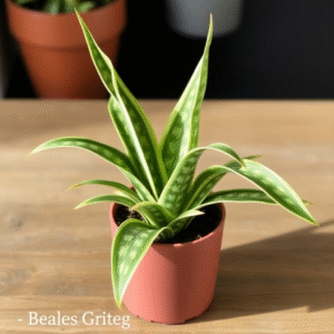 Sansevieria Zeylanica 14 cm
